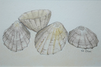 Limpet Shells - SOLD